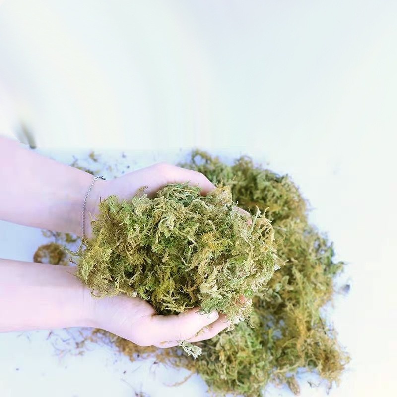 Natural Dried Moss Reptile Ter - Preserved Moss Sheet recension och pris
